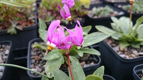 Dodecathion pulchellum sooke valley. - 8cm pot 